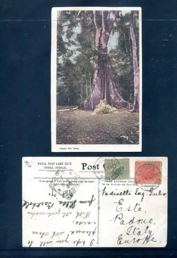 1907 (5th Aug) "Giant fig tree" colour Regal, ... Image 1++