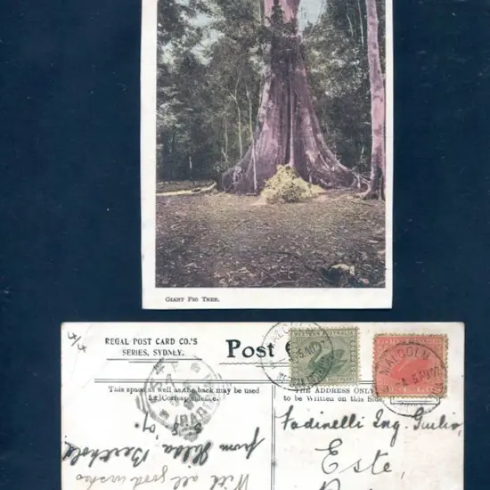 1907 (5th Aug) "Giant fig tree" colour Regal, ...