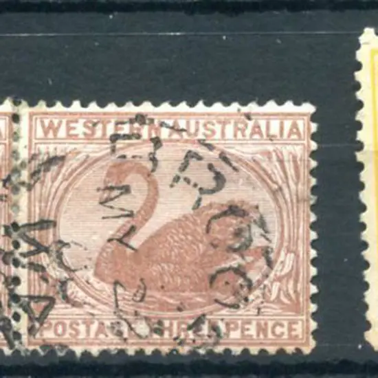 Broome 3b-a on 3d brown swans pair for MY 22 00 & ...