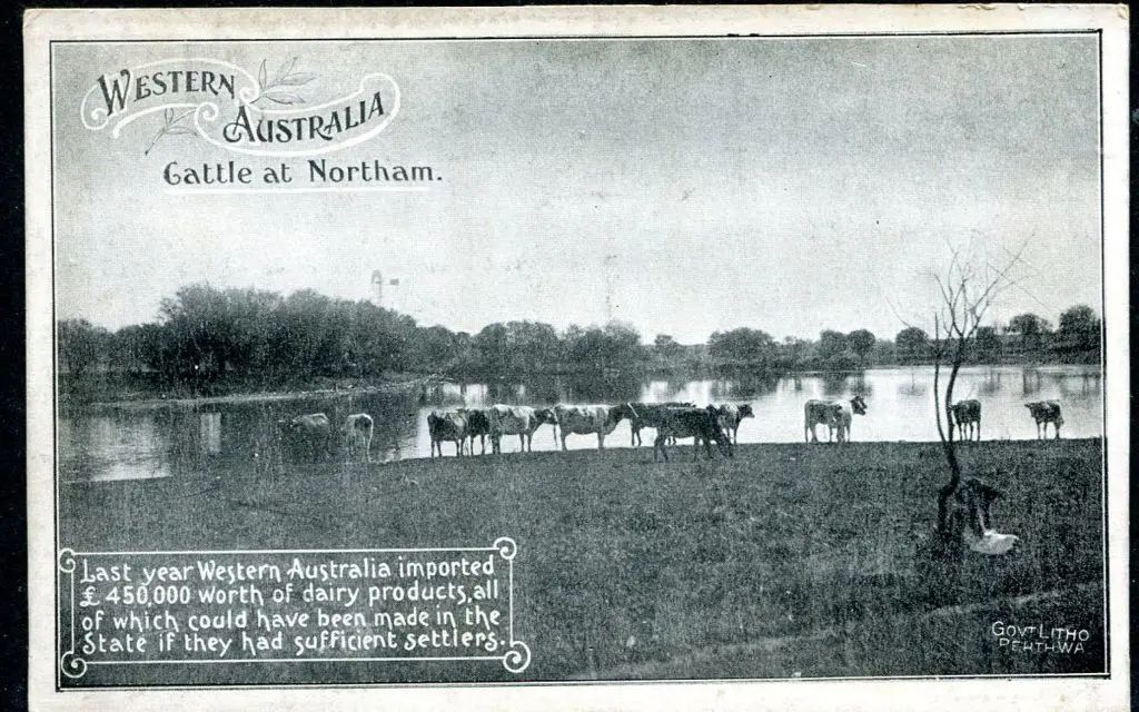 "Cattle at Northam Western Australia" Govt litho ... Image 1++
