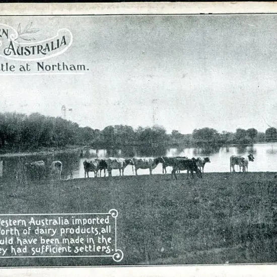 "Cattle at Northam Western Australia" Govt litho ...