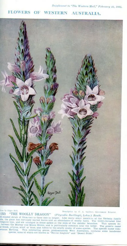 1930-1935 "Wildflowers of Western Australia" ... Image 1++