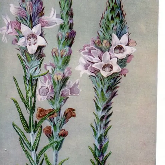 1930-1935 "Wildflowers of Western Australia" ...