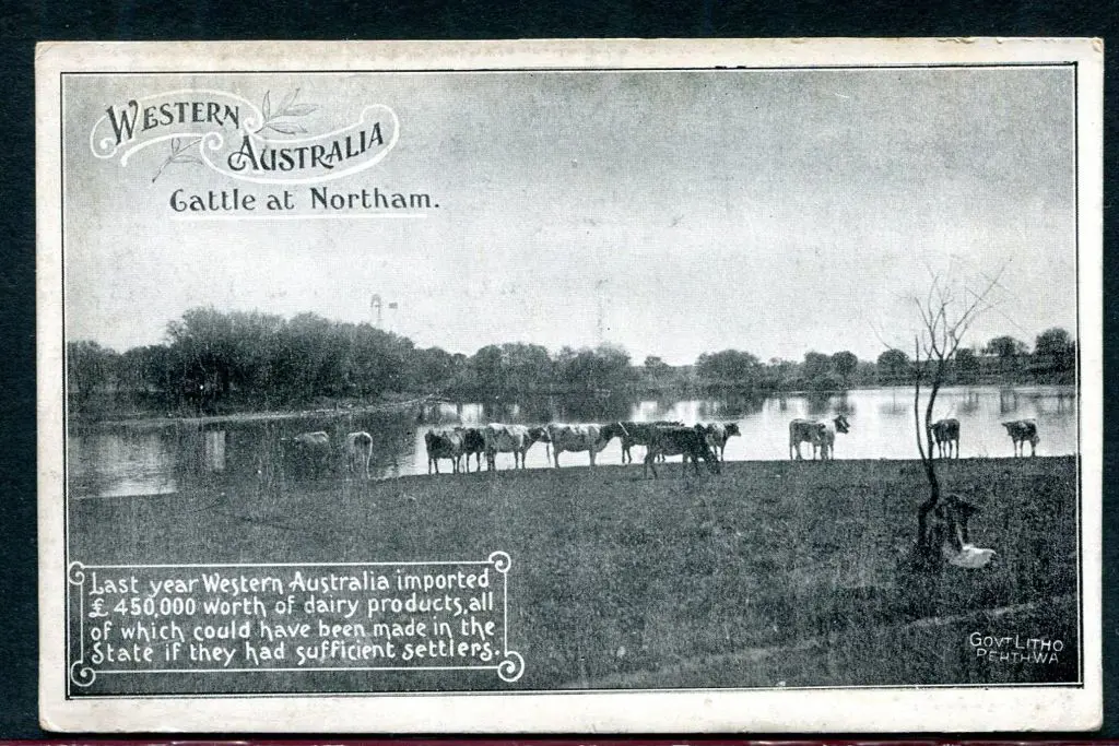 "Cattle at Northam Western Australia" Govt litho ... Image 1++