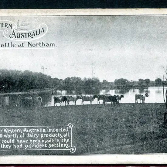 "Cattle at Northam Western Australia" Govt litho ...