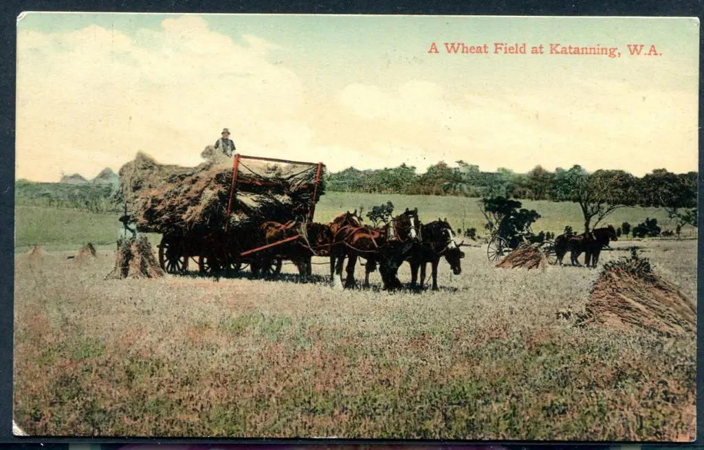 "A Wheat Field at Katanning, WA" Falk c1910 in ... Image 1++