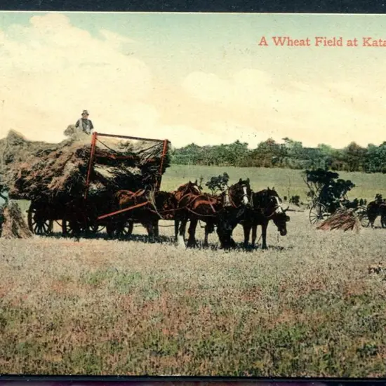"A Wheat Field at Katanning, WA" Falk c1910 in ...