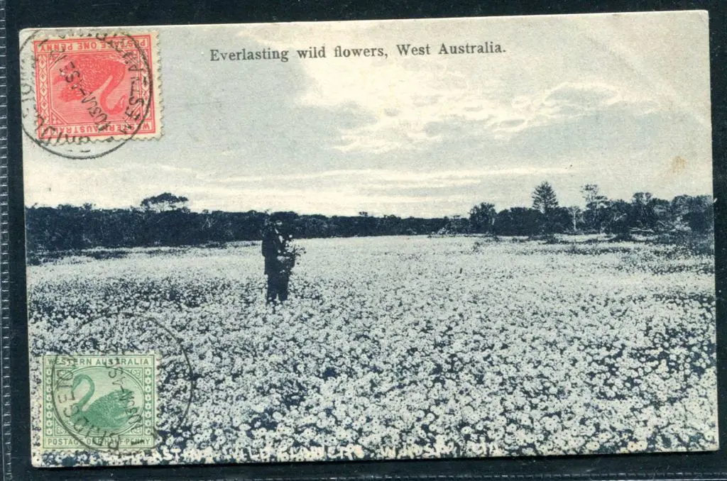 "Everlasting wild flowers, West Australia" b&w ... Image 1++