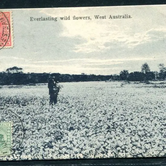 "Everlasting wild flowers, West Australia" b&w ...