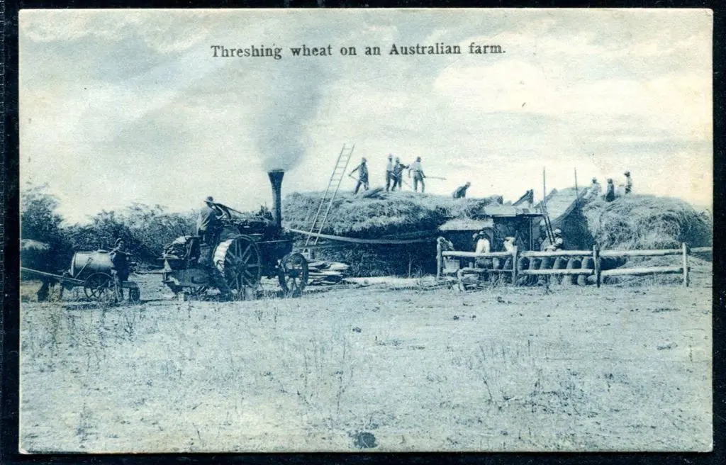 "Threshing wheat on an Australian farm." b&w card ... Image 1++