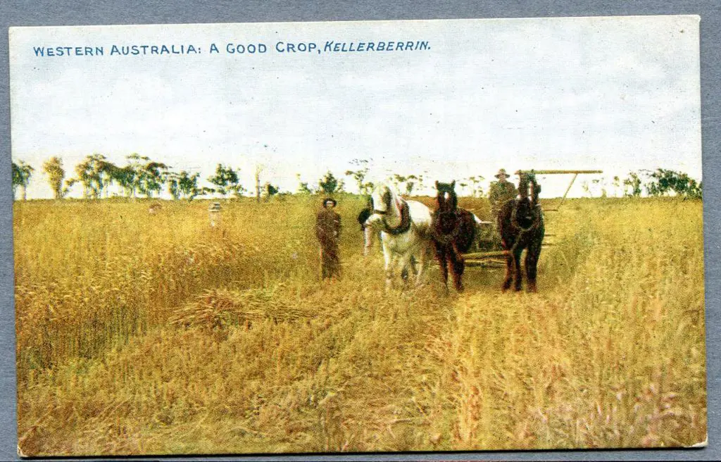 "Western Australia: A Good Crop, Kellerberrin" ... Image 1++