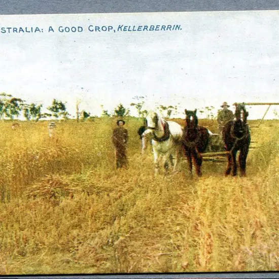 "Western Australia: A Good Crop, Kellerberrin" ...