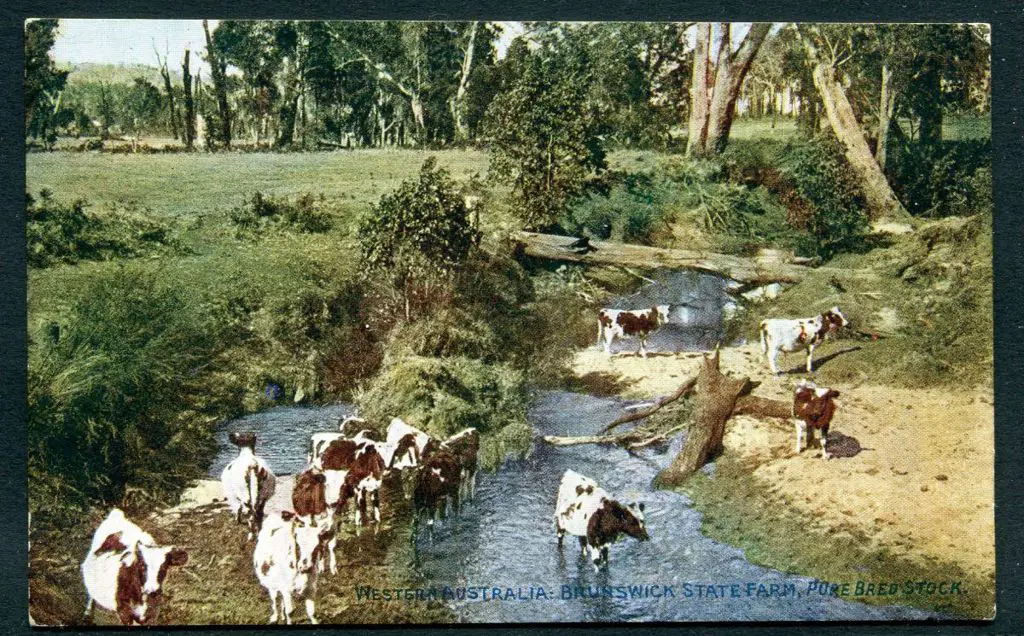"Western Australia: Brunswick State Farm, Pure ... Image 1++