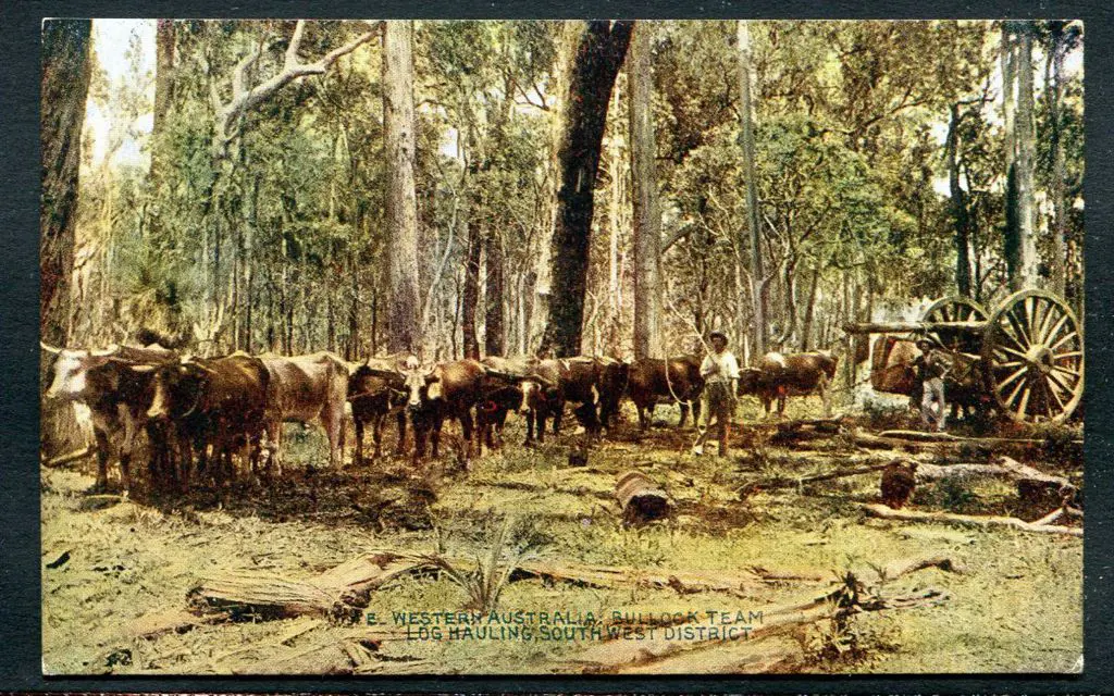 "Western Australia: Bullock Team Log Hauling, ... Image 1++