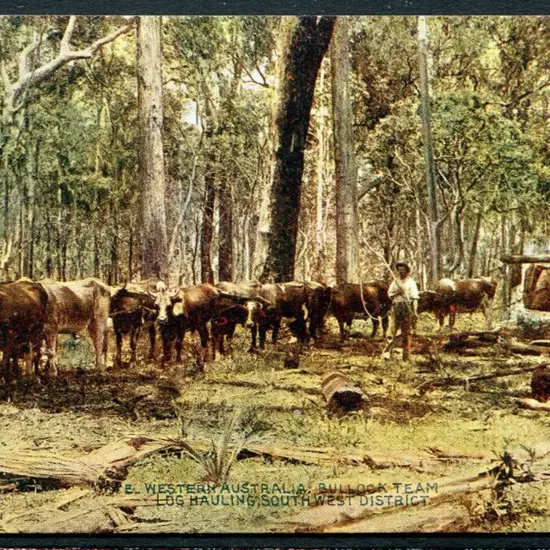"Western Australia: Bullock Team Log Hauling, ...