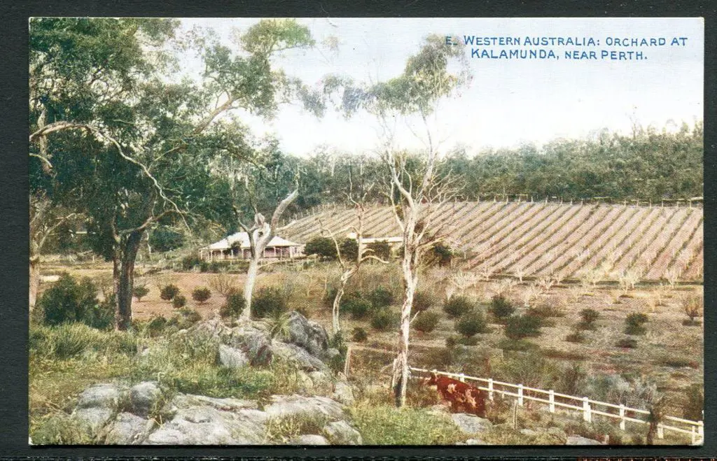 "Western Australia: Orchard at Kalamunda, Near ... Image 1++