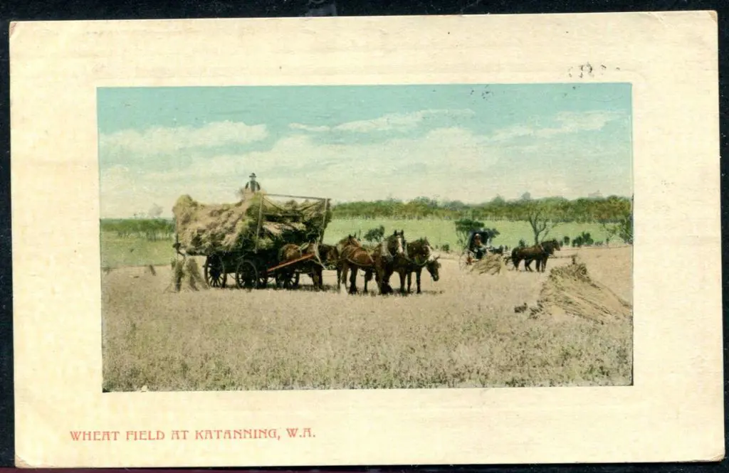 "Wheatfield at Katanning, WA" Falk colour with ... Image 1++