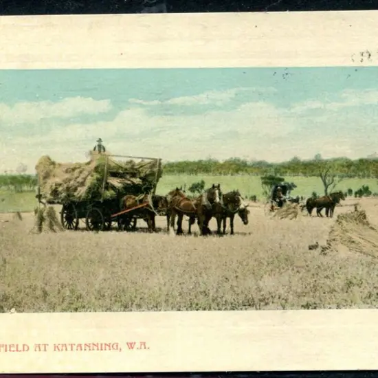"Wheatfield at Katanning, WA" Falk colour with ...