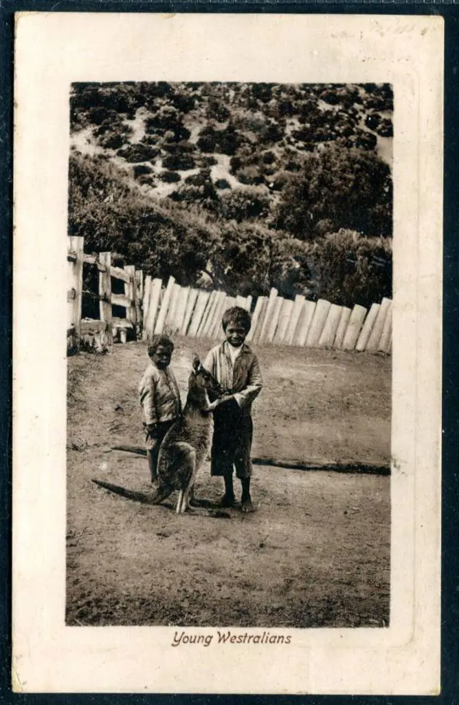 "Young Westralians" b&w Falk postally used from ... Image 1++