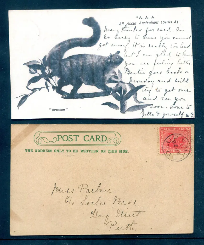 1911 (28th Apr) "Opossum" postcard from the A.A.A. ... Image 1++