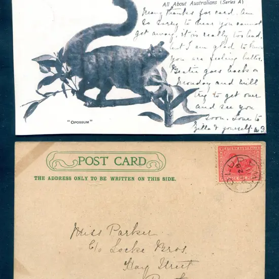 1911 (28th Apr) "Opossum" postcard from the A.A.A. ...