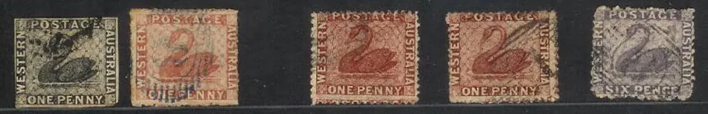 1854 1d black swan close to touching margins & ... Image 1++