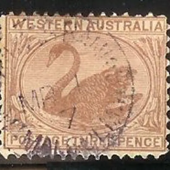Mt Malcolm Sbii 85% strike on 3D brown swan. ...